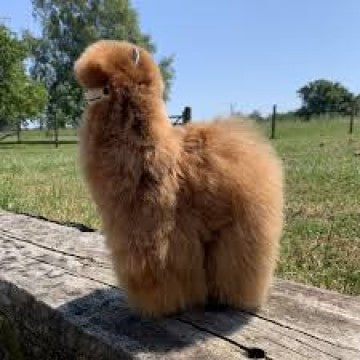 Real Alpaca Fur Toys